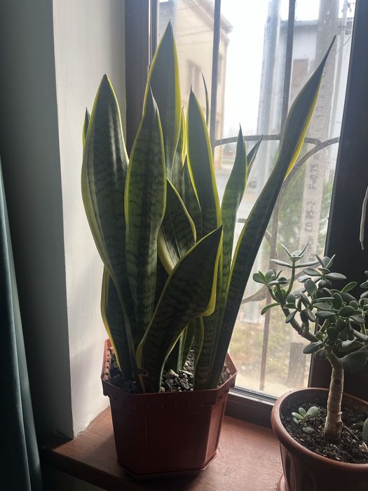 Цветы гулдер бар