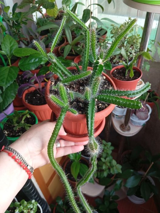 Продам комнатные растения
