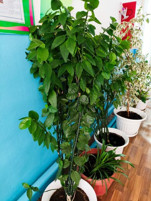 Продам комнатные цветы 50 горшков