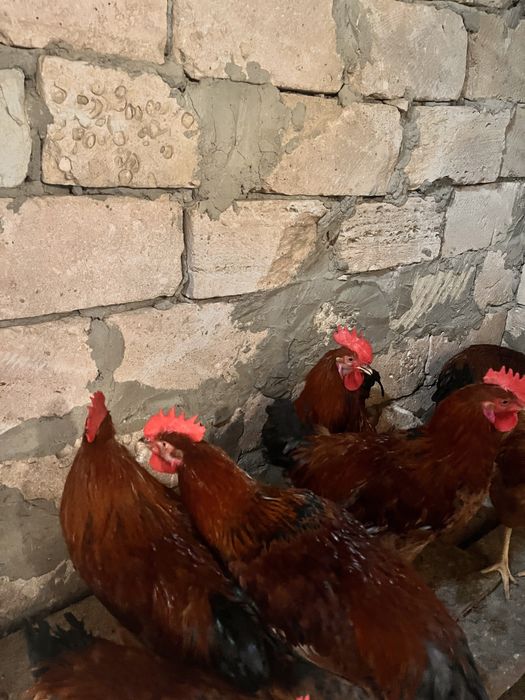 Әдемі орыс гейлерімен секс