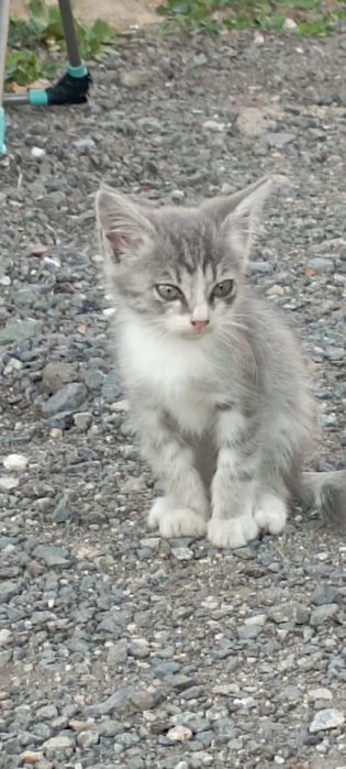 Отдам в добрые руки котенка