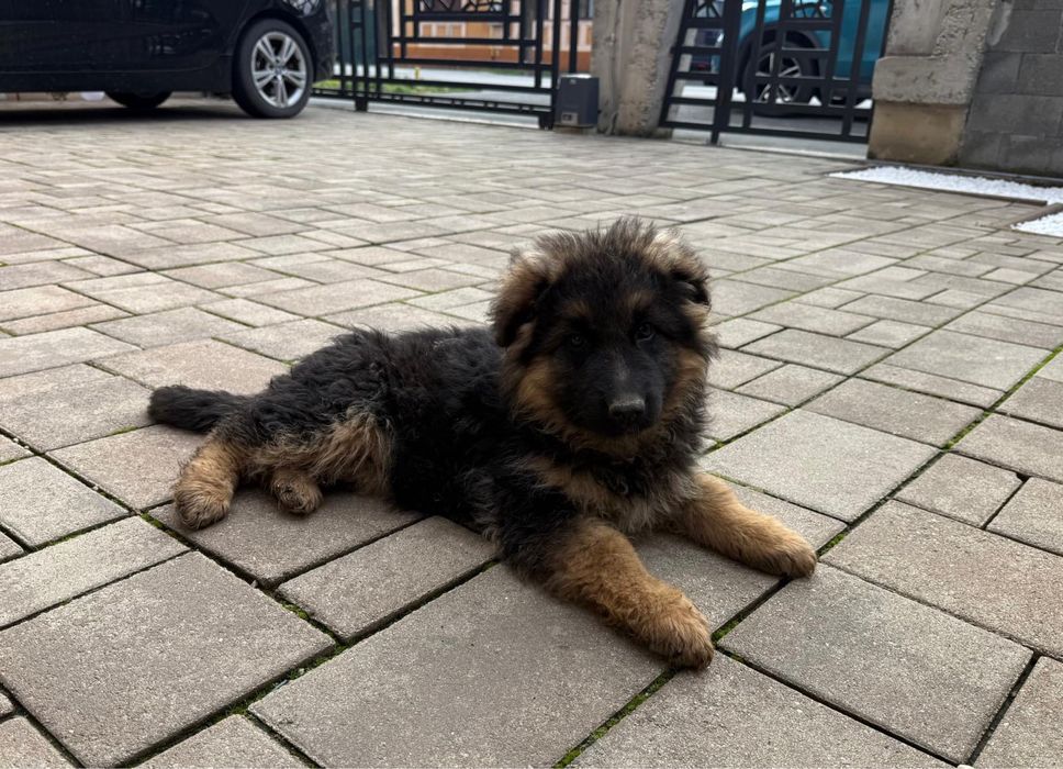 catelusa ciobanesc german super linie show