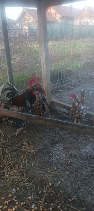 Găini americane de vânzare