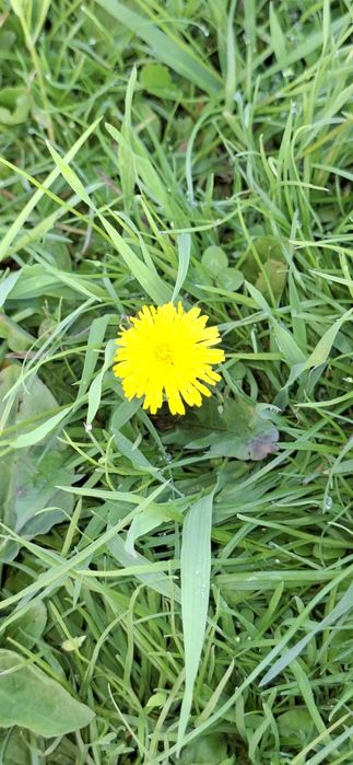 Недвижимость участок