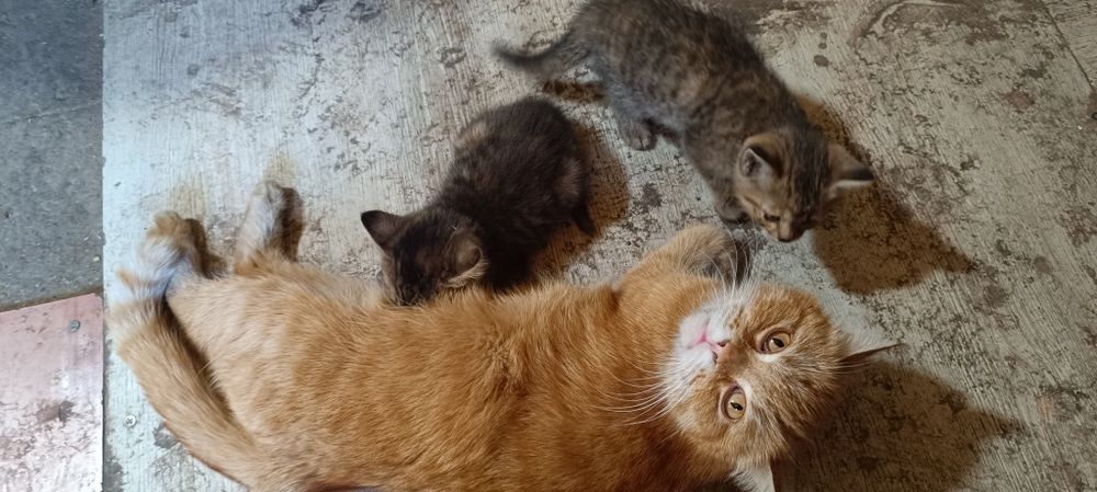Котята в хорошие руки
