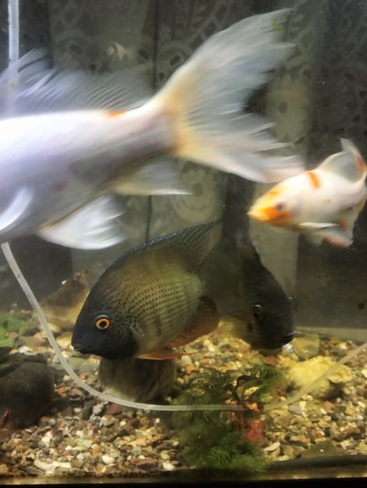 Продается аквариумные рыбки