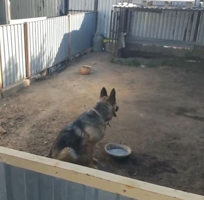 Немецкий овчарка
