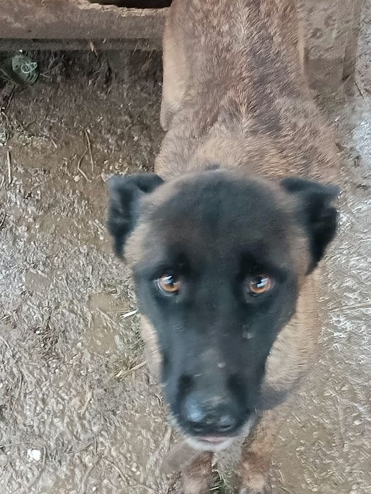 Pui Malinois fetite