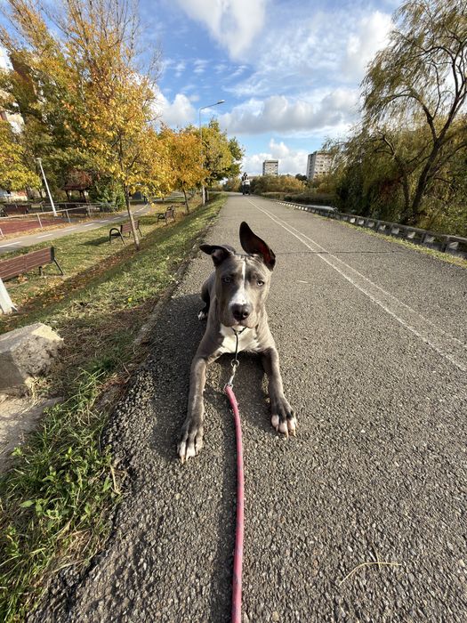 Amstaff blue mascul 10 luni