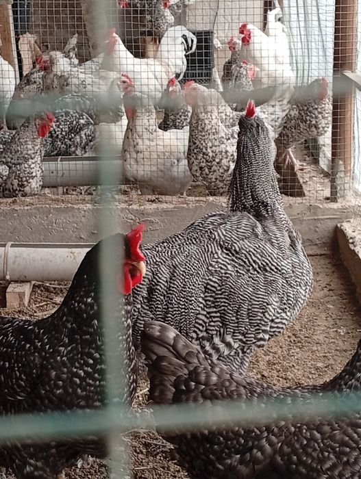 Инкубационный яйцо