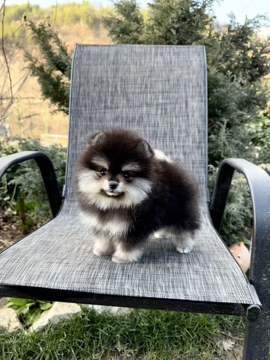 Померан мини момиче. Померанче