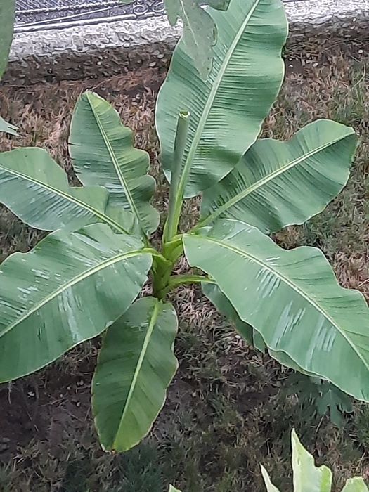 Bananier Musa Basjoo, smochin, ficus,  arbore de jad