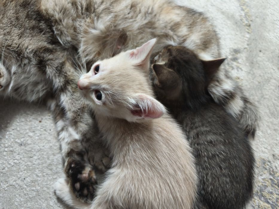 Котята в добрые руки.