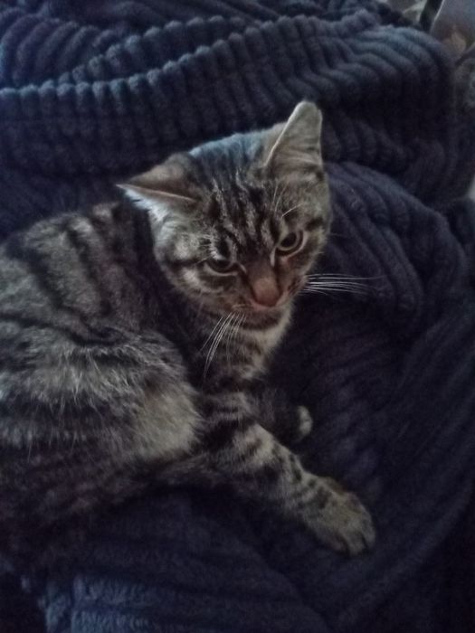 Кошка Женскии пол