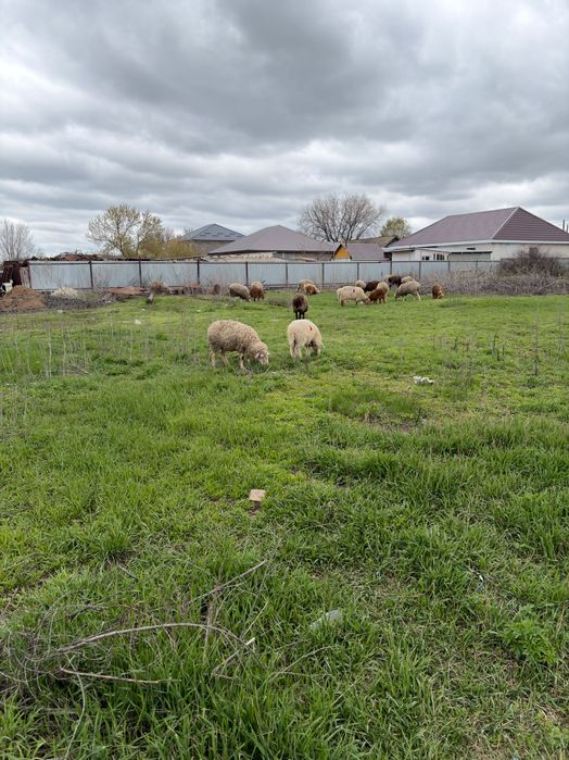 Продаются бараны