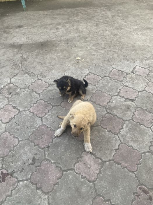 Отдам в добрые руки