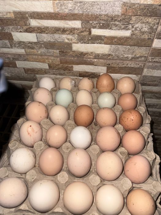 Vând ouă de găină