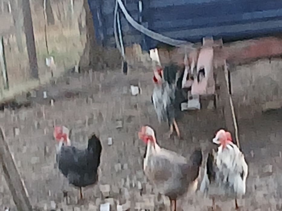 Vând 6 puici și 2 cocoși