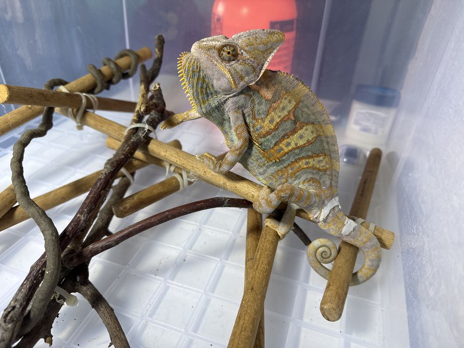 Йеменский хамелеон