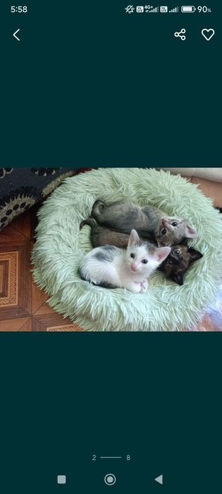 Срочно отдам котят один мальчик две девочки