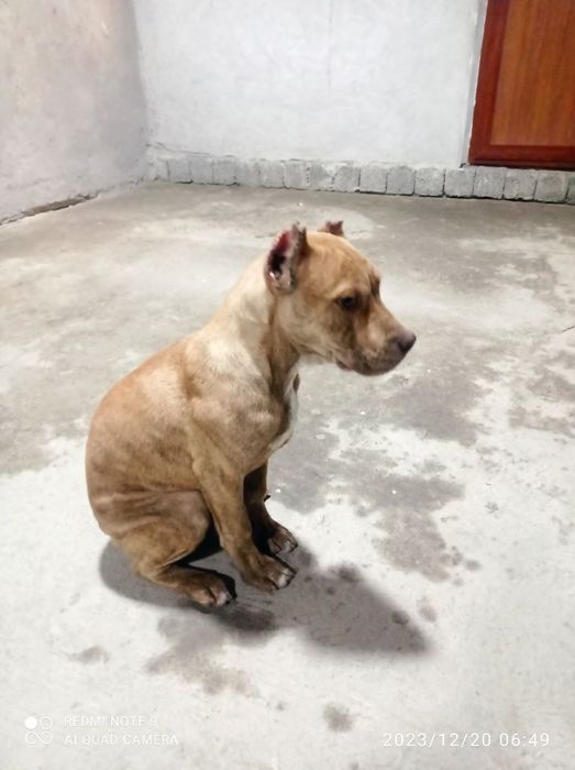 Mobil telefonda suratga olingan jinsiy aloqani tomosha qiling