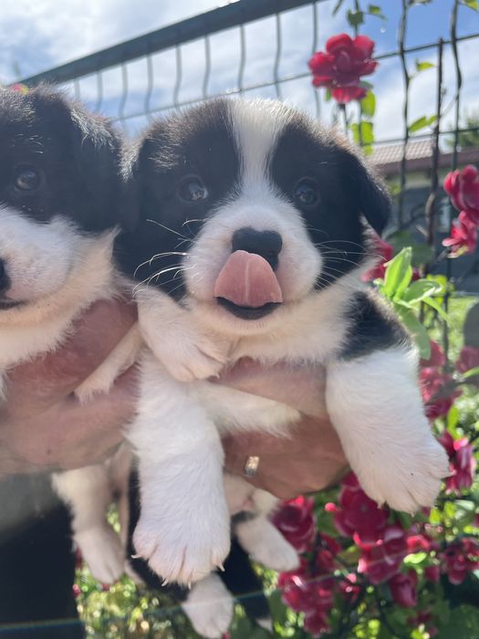 Вельш корги