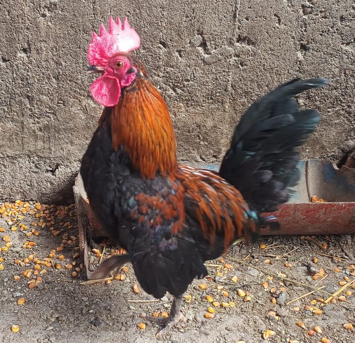 Vând cocoși americani Bucata