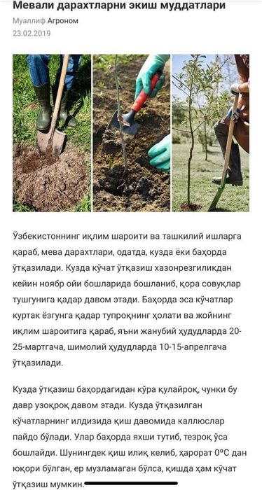 Карлик дарахт, Олма кўчати сотаман жойидан 4000 туп