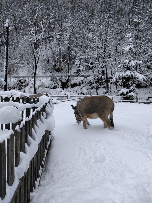 Vând măgar de 4 ani