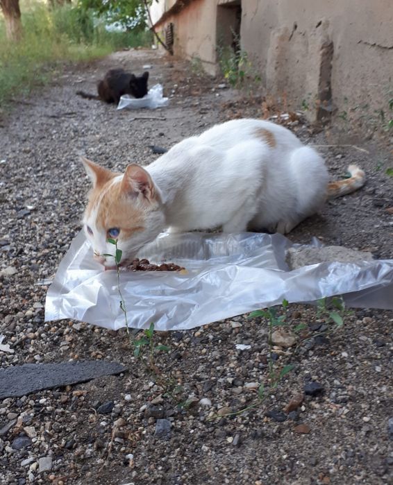 Кот мальчик в добрые руки