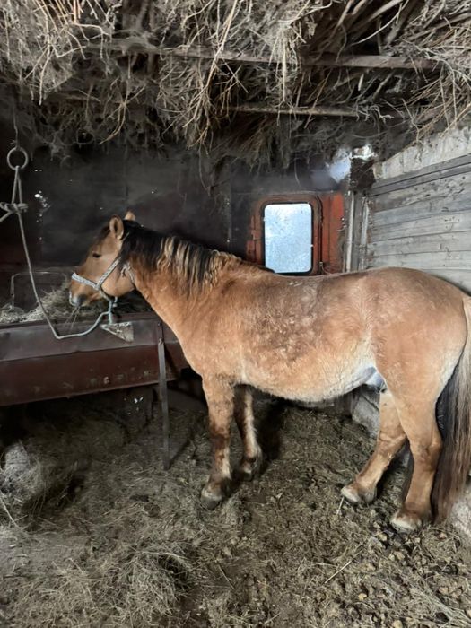 Айғыр сатылады 680.000 тг