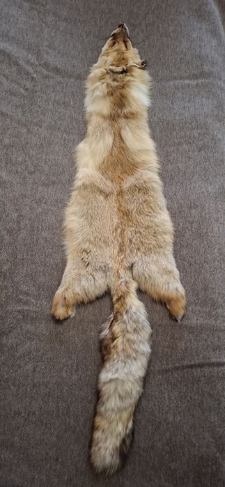 Полная шкурка лисицы