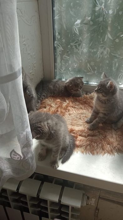 Продаются котята,породистые.
