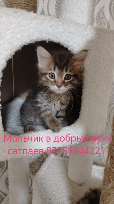 Отдам котят в добрые руки