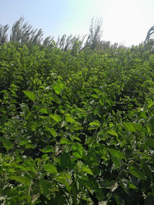 Tut kuchat, тут кучати, тут, пилла, tut, nixol, тут нихоли 2-3yillik