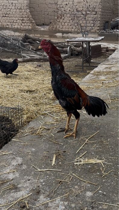 Дакан шамо карейц