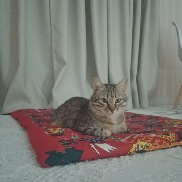 Домашний кошка отдается бесплатно