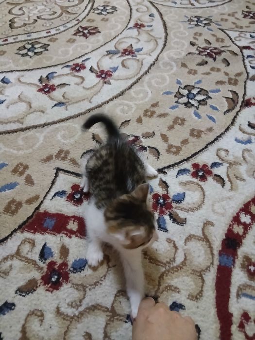 Котята веслоухий