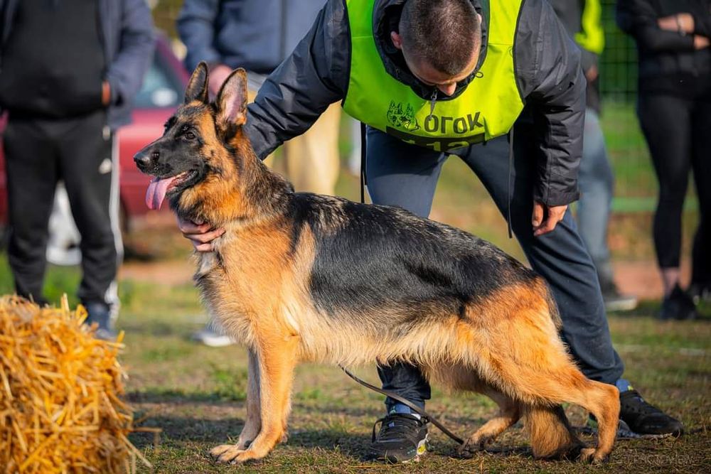 Немско овчарско куче