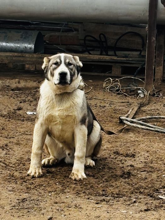 Алабай! САО чистый крови. Срочно продам!