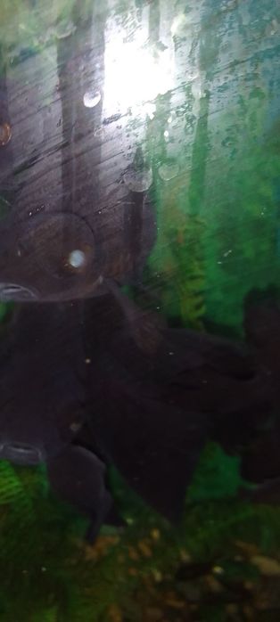 Аквариумы 100л 80л