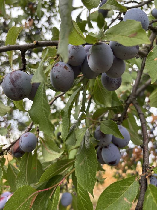 Vand prune pentru tuica