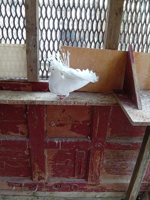 Пара готовая  и павлин