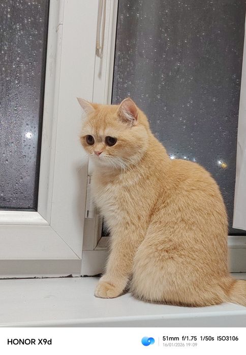 Британская шиншилла золотистая