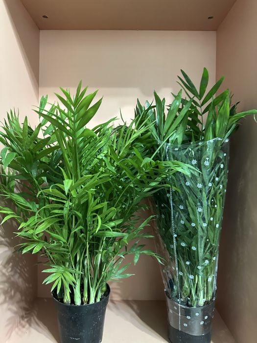 Комнатные цветы