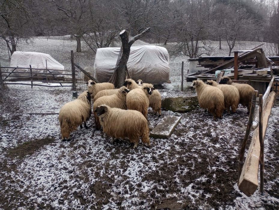 Oi de vânzare          .