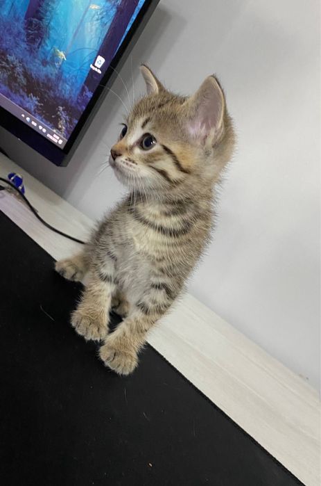 Mushukchalar sotiladi 4 ta