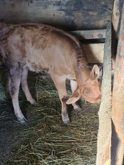 Vitica angus frumoasa fatata din 30 ianuarie bea la găleată .