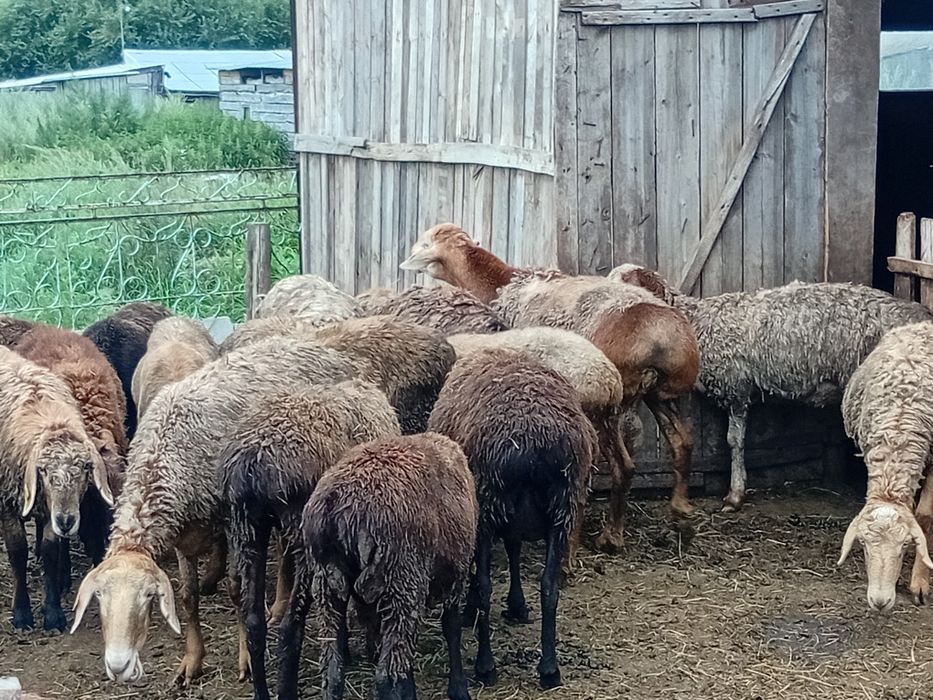 Кошкар гисар афган