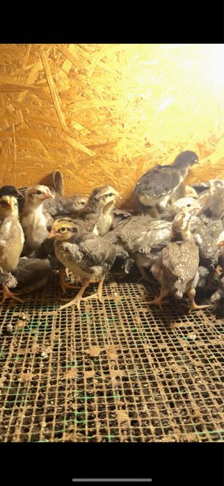 Гигант барвистая